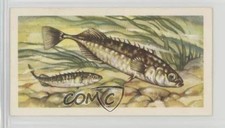 1960 Brooke Bond Freshwater Fish Blue Back Ten-Spined Stickleback #35 1i3