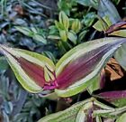 XL Dichorisandra Mosaica / Musaica - Zimmerpflanze Tradescantia Commelinaceae