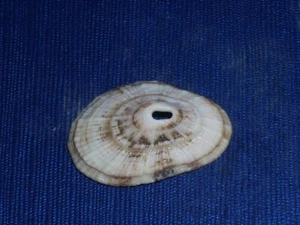 DIODORA ITALICA SPECIAL DUPLICATUS - Picture 1 of 2