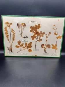 Educational botanical herbarium planch from Sweden Rosaceae - Picture 1 of 6