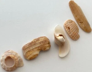 Natürliche Buchstabenform ENGEL Strand Muschel Fragmente Muschel Name Handwerk Kiesel Kunst - Bild 1 von 10