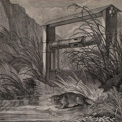 Ridinger Spuhr eines Bibers Kupferstich 1740 jagtbare Thiere Wehr Ufer - Bild 1 von 4