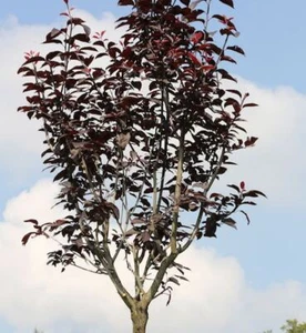 Prugna sanguigna ad alto fusto 80-100 cm - Prunus cerasifera - Foto 1 di 1
