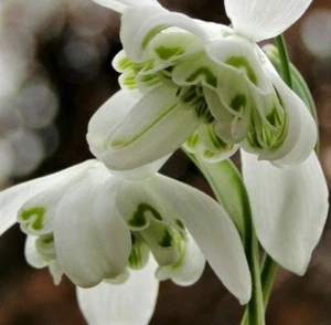 (2) DOUBLE FLOWERING SNOWDROPS-GALANTHUS Flower Bulbs Pretty Flowers Check Store - Picture 1 of 12