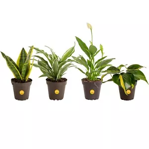 4 Packs Indoor Garden Plant Pots Live House Plants Easy Grow COSTA FARMS - Picture 1 of 7