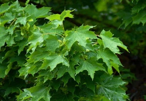 Norway Maple (Acer Platanoides) 10 Fresh Seeds - Picture 1 of 4
