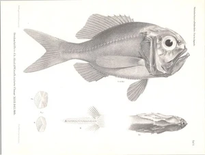 Impresión de peces antiguos originales del siglo XIX - Steindachner y Doderlein - Peces de Japón - Imagen 1 de 2