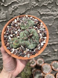 Thelocactus hexaedrophorus, exact plant in a 4' pot - Picture 1 of 5