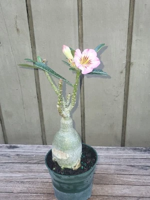 Adenium obesum hybrid  rare caudex exotic suculent - Image 1 of 4