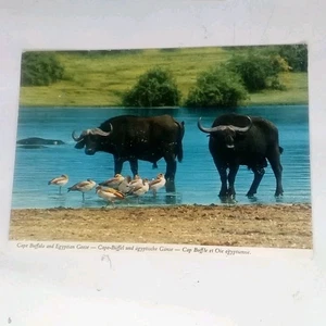 Cape Buffalo & Egyptian Geese Africa Vintage Souvenir Postcard - Picture 1 of 2