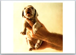 Postcard Weimaraner Puppy Held in Hands William Wegman Handheld - Picture 1 of 2