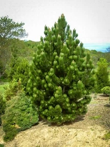 White Pine Tree Seedlings ๐ณ 12"-18" Ships Bare Root ๐ฅ Quantity of 15 Trees - Picture 1 of 2