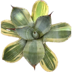 Agave parryi var truncata Lime Streak. Gorgeous variegated plant. Imported - Picture 1 of 2