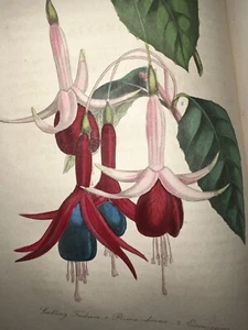 1843 Harrison Floricultural Cabinet & Florists' Magazine 13 H/C Engraving Botany - Picture 1 of 19