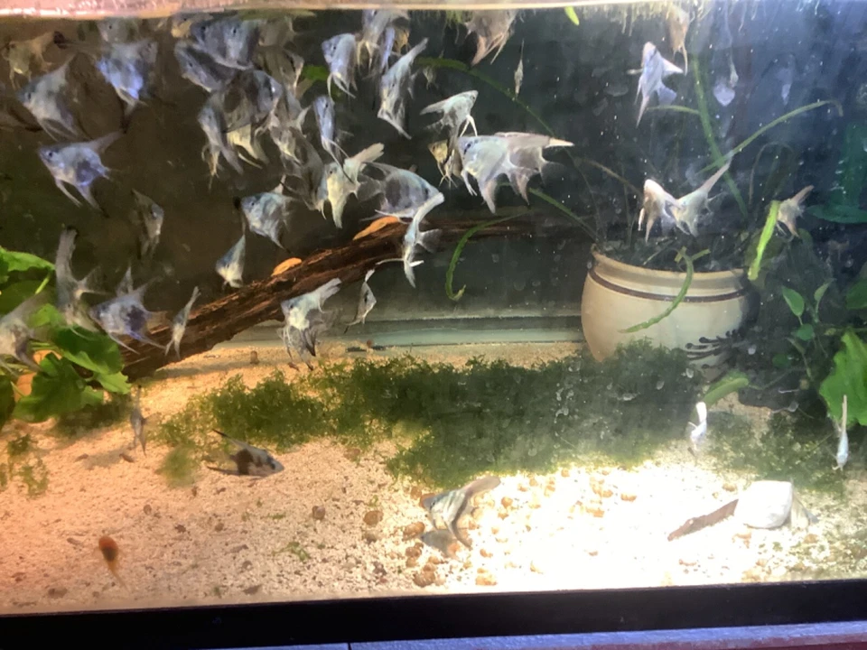 2 Blue Ghost Angelfish Nickel To quarter size. - Image 1 of 3