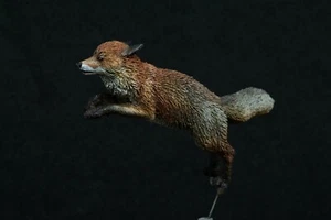 CIXMODELS CixM120001 FOX VOLPE 120mm 1:16 BIG SCALE RESIN KIT ANIMAL NON DIPINTO - Foto 1 di 8