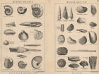British Fossils. Middle Oolitic. Stanford 1913 Old Antique Print Picture