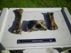 3 Bison Buffalo Bones Carpal - Axis - Ulna Fossil Ice Age Partially Petrified