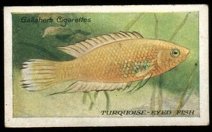 Tobacco Card, Gallaher, THE ZOO AQUARIUM, 1924, Turquoise Eyed Fish, #60