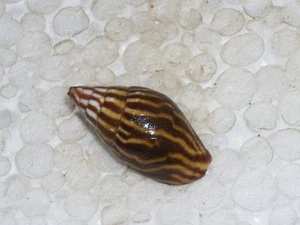 STRIGATELLA PAUPERCULA AMAZING - Picture 1 of 2