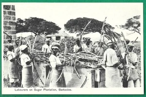 BARBADOS ARBEITER auf ZUCKERPLANTAGE antike Postkarte Made in Saxony - Bild 1 von 2