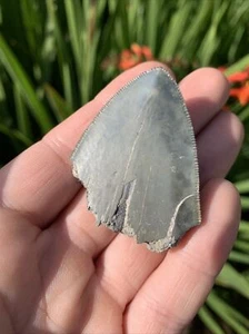 Fossil Megalodon Shark Tooth! Awesome Serrations 5myo From Indonesia - Picture 1 of 8