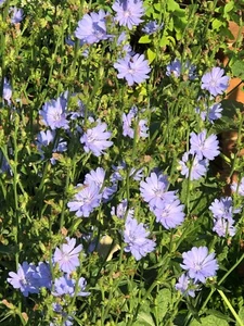 Organic Chicory Cichorium Intybus Perennial Medicinal Herb~2022 Seeds/Stratified - Picture 1 of 7