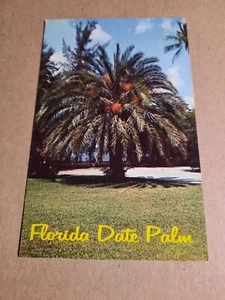 Postcard Florida Date Palm - Picture 1 of 2