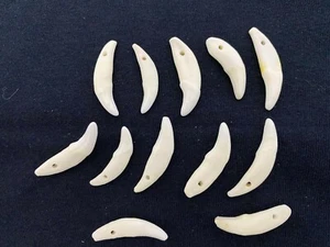 100 COYOTE TEETH Natural White Antiqued Taxidermy Animal Mount Display Jewelry - Picture 1 of 4