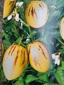 Melonenbirne - Birnenmelone -Solanum muricatum - Pflanze - Bild 1 von 2