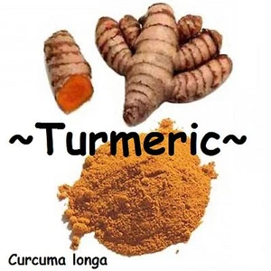 ~TURMERIC~ SPICE Curcuma longa BUY 3 get 4th FREE Orange Ginger Rhizome (Single) - Picture 1 of 12