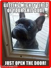 Funny Dog Humor Mad French Bulldog Refrigerator Magnet  