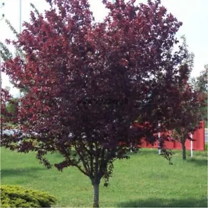 10 SEMI DI ALBERO MIRABOLANO - "PRUNUS CERASIFERA" - Imagen 1 de 1
