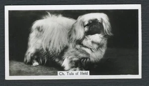PEKINGESE 1938 SINCLAIR CHAMPION DOGS A SERIES OLD DOG CIGARETTE CARD #36 - Foto 1 di 2