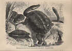 Druck 1878: Schlangenhalsschildkröte (Hydromedusa Maximiliani).
