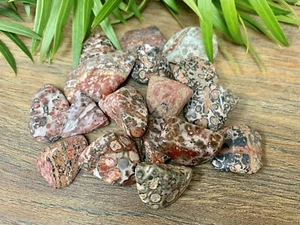 1/2 lb Leopard Skin Jasper Tumbled Stones Crystal Gemstone Specimen Reiki - Picture 1 of 5