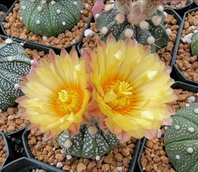 Astrophytum  asterias  (25 seeds) - Image 1 of 4