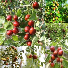 5 pezzi Giuggiola Semi di Ziziphus Jujuba Alberi da frutto Giardino di OO55