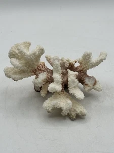 Natürliche Fingerkoralle 10 Unzen weiß und rot 3 1/8" hoch 5,75" breit  - Bild 1 von 10