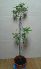 Pokok Plum/ Plum tree
