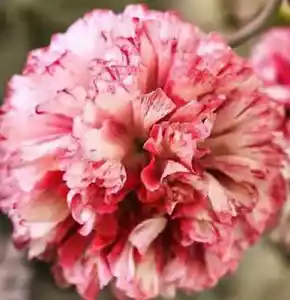 Giant Flemish Antique Peony Poppy 200 SEEDS - Picture 1 of 4