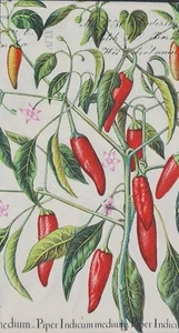 TWO Individual Napkins Chili Pepper Guest Towel Decoupage (598) - Picture 1 of 4