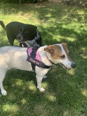 Arnés para perro con nombre personalizado con correa y parche GRATIS talla XS - XXL ENVÍO RÁPIDO Foto 1 de 4