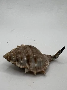 Zuni Shell Bird Ruben Najera *SIGNED* Antler Mb5 - Picture 1 of 6