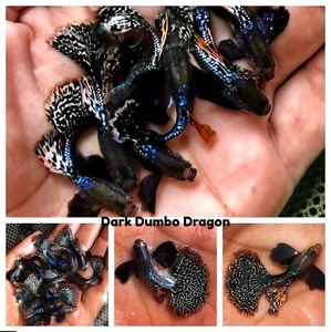 1 TRIO - Live Aquarium Guppy Fish High Quality - Dark Dumbo Dragon - Picture 1 of 1