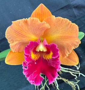 RON Cattleya Orchid Rlc. Yingluck Smile 'Hearts of Gold' (C683) MERICLONE - Picture 1 of 4