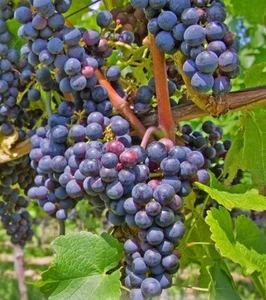 Vitis Beta edible grape in 9cm pot - climber - Picture 1 of 1