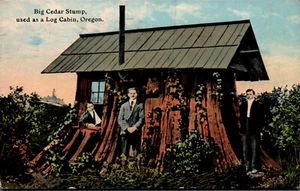 OREGON. POSTCARD Big Cedar Stump Used as a Log Cabin Bachelors Standing in Front - Picture 1 of 2