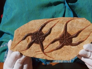 Large Fossil Starfish Geocoma Carinata from Morocco 150 Million Years Old - Picture 1 of 4