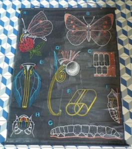 ALTES SCHULPLAKAT Dr. AUZOUX-S47 La PIERIDE-P SOUGY-1953-Schmetterling - Bild 1 von 3